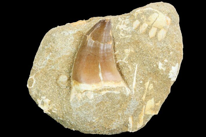 Mosasaur (Prognathodon) Tooth - Morocco #123216